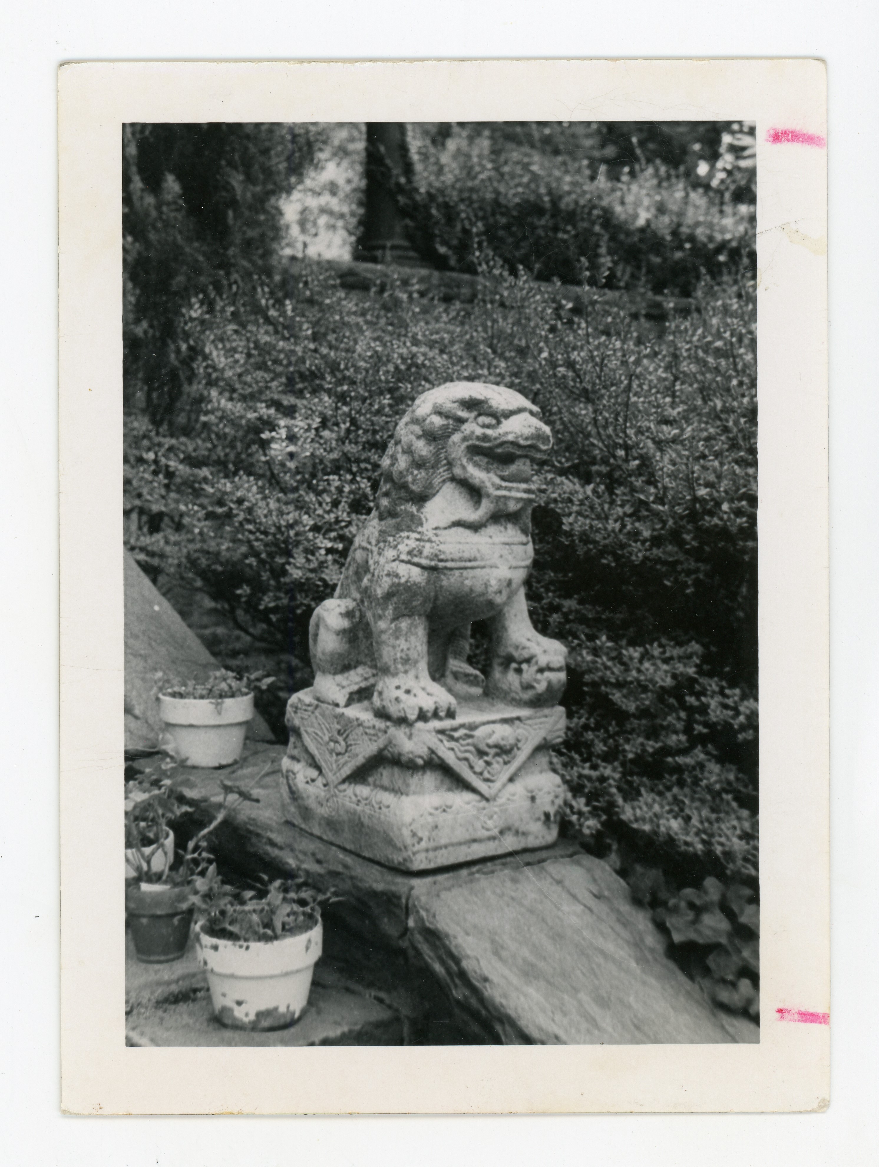 Front view of a Chinese stone guardian lion with a small cub under the right paw.The guardian lion was in Taft Garden at Bryn Mawr College
