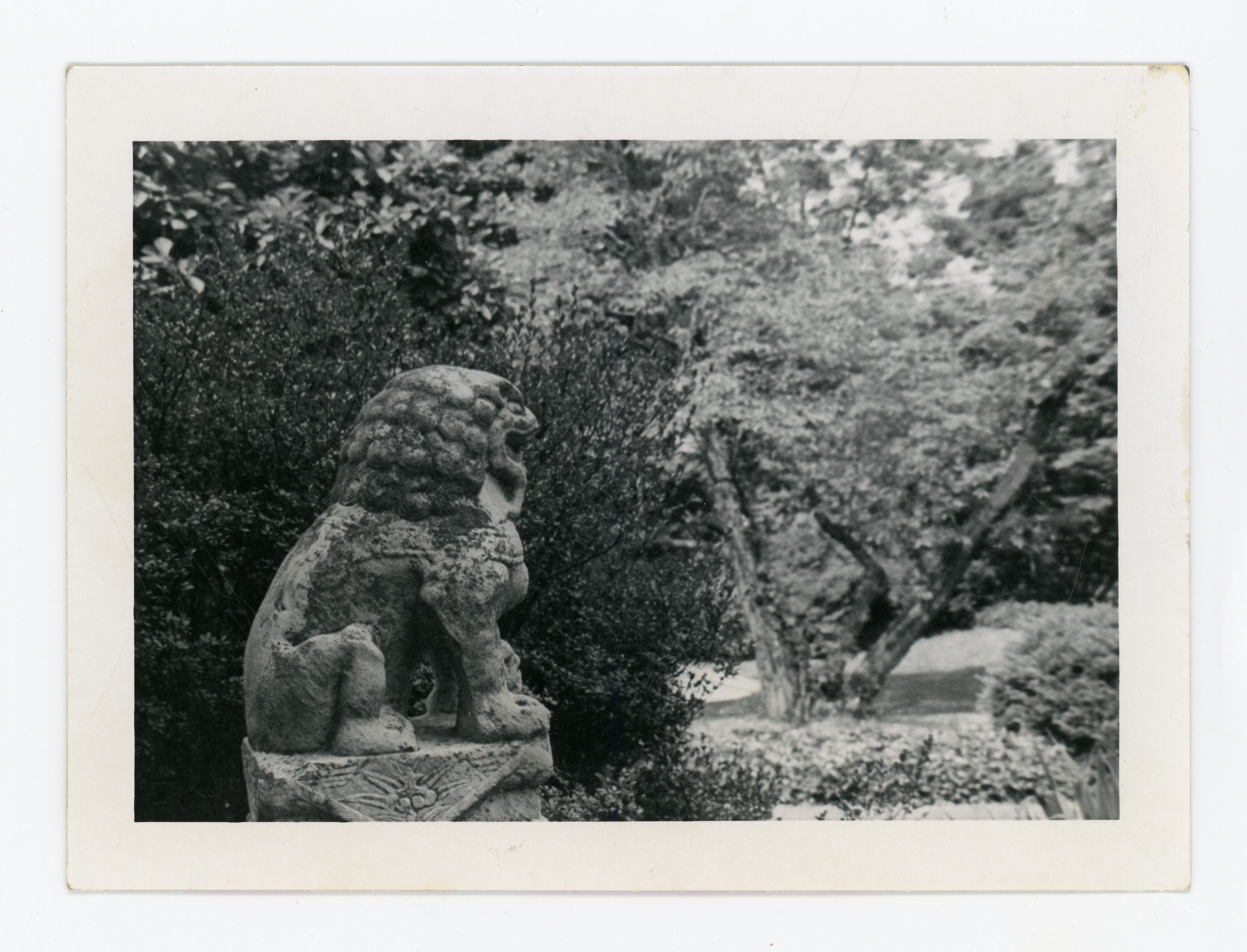 Back side view of a Chinese stone guardian lion from Taft Garden at Bryn Mawr College